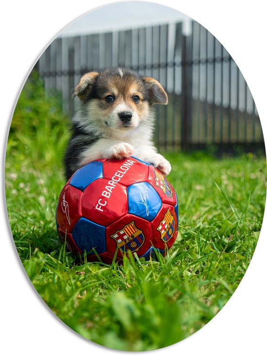 WallClassics - PVC Schuimplaat Ovaal - Hondje Speelt met een Voetbal - 51x68 cm Foto op Ovaal (Met Ophangsysteem)