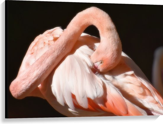 WallClassics - Canvas - Flamingo verstopt z'n Kop - 100x75 cm Foto op Canvas Schilderij (Wanddecoratie op Canvas)