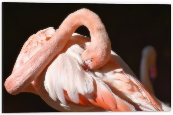 WallClassics - Dibond - Flamingo verstopt z'n Kop - 60x40 cm Foto op Aluminium (Met Ophangsysteem)