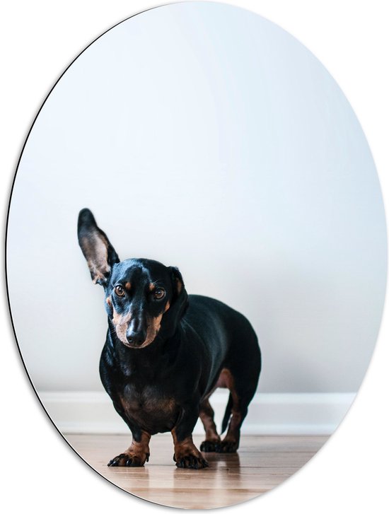 WallClassics - Dibond Ovaal - Luisterende Zwarte Hond - 60x80 cm Foto op Ovaal (Met Ophangsysteem)