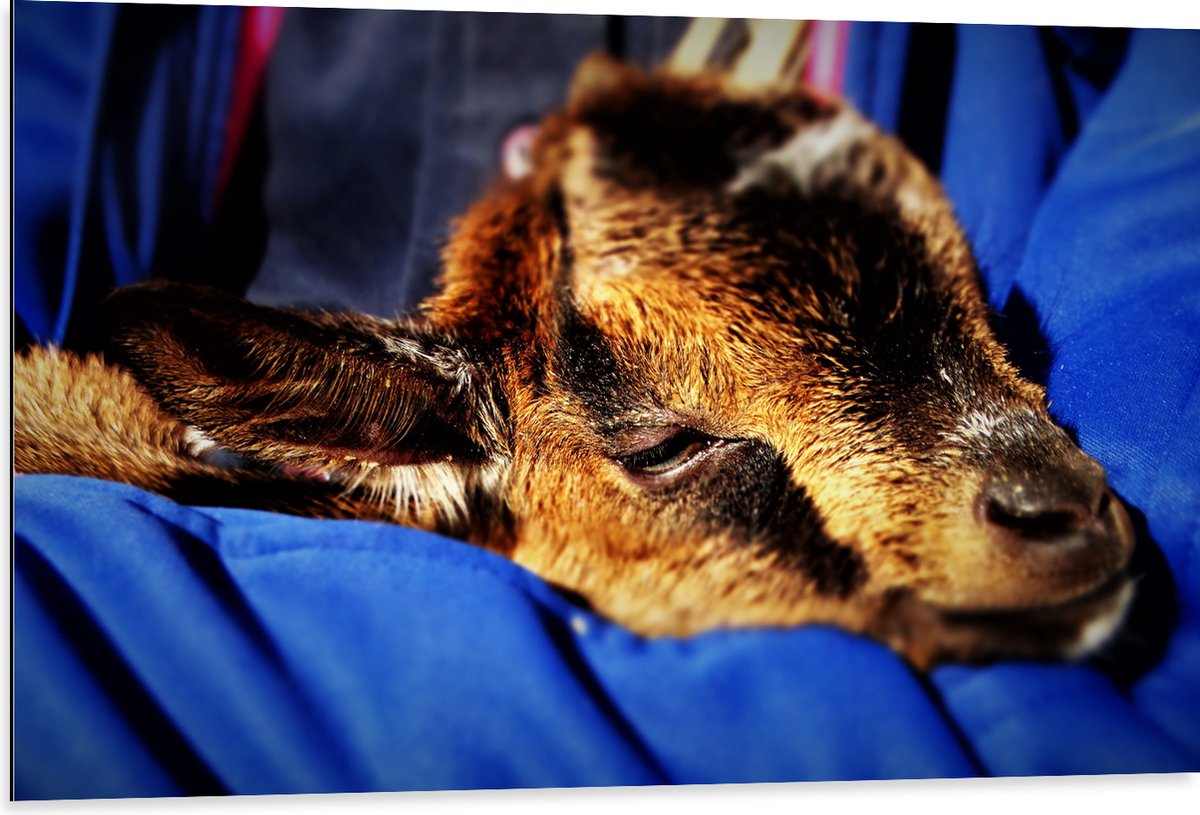 Dibond - Baby Geitje - 105x70 cm Foto op Aluminium (Met Ophangsysteem)
