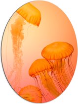 WallClassics - Dibond Ovaal - Oranje Kwallen - 72x96 cm Foto op Ovaal (Met Ophangsysteem)