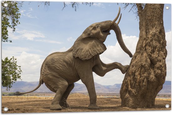 Tuinposter – Blije Afrikaanse Olifant - 90x60 cm Foto op Tuinposter (wanddecoratie voor buiten en binnen)