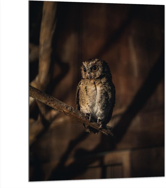 WallClassics - Dibond - Kleine Bruine Uil op een Tak - 75x100 cm Foto op Aluminium (Met Ophangsysteem)