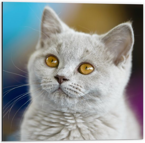 Dibond - Britse Langhaar Kitten met Gele Ogen - 50x50 cm Foto op Aluminium (Met Ophangsysteem)
