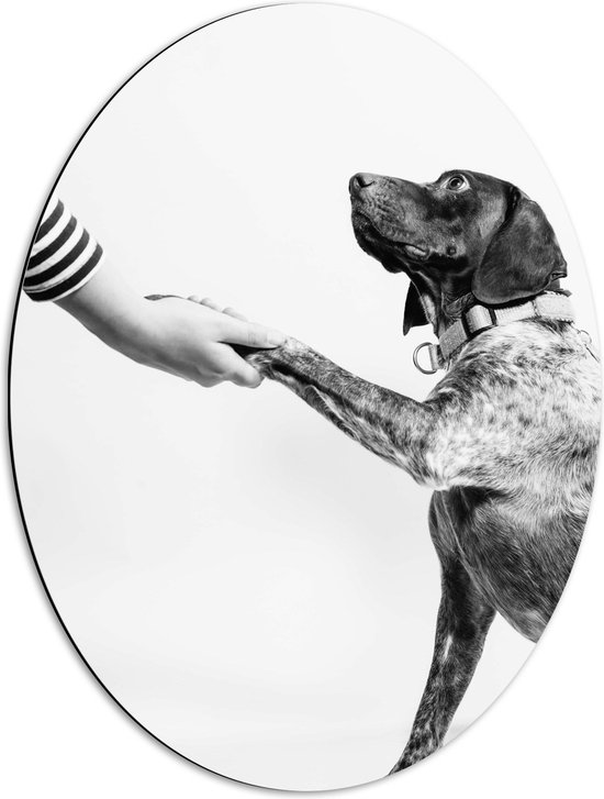 WallClassics - Dibond Ovaal - Hond Geeft Poot Zwart - Wit - 51x68 cm Foto op Ovaal (Met Ophangsysteem)