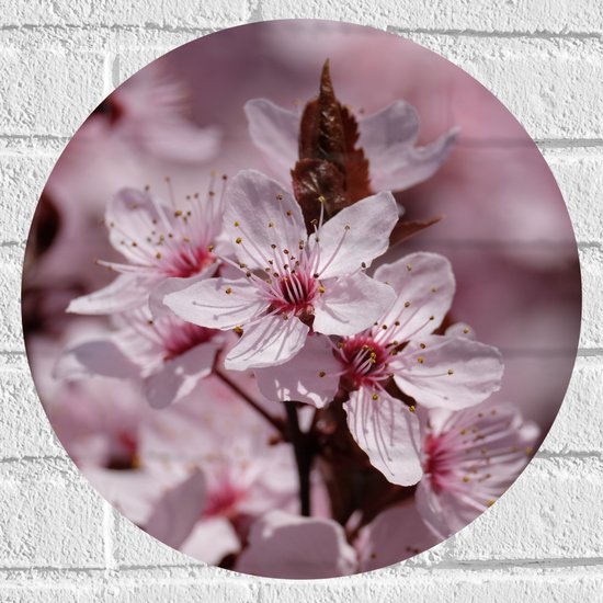 WallClassics - Muursticker Cercle - Gros Plan de Fleurs Roses - 40x40 cm Photo sur Muursticker
