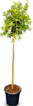 Sunny Tree - Granaatappelboom - Punica Granatum - Fruitboom - Buitenplant - 160 cm - Winterhard