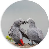 PVC Schuimplaat Muurcirkel - Liefdevol Grijs Vogelpaar met Rode Staarten - 60x60 cm Foto op Muurcirkel (met ophangsysteem)