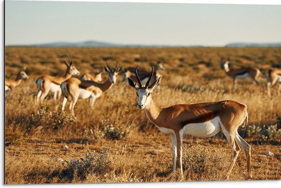 Dibond - Kudde Antilopes in Droog Savanne Landschap - 75x50 cm Foto op Aluminium (Met Ophangsysteem)