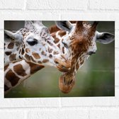 Muursticker - Liefdevol Giraffe Duo - 40x30 cm Foto op Muursticker