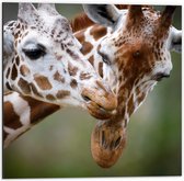 Dibond - Liefdevol Giraffe Duo - 50x50 cm Foto op Aluminium (Met Ophangsysteem)