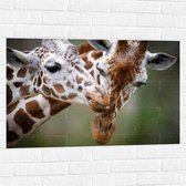 Muursticker - Liefdevol Giraffe Duo - 90x60 cm Foto op Muursticker