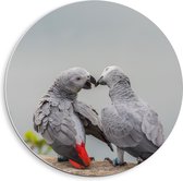 PVC Schuimplaat Muurcirkel - Liefdevol Grijs Vogelpaar met Rode Staarten - 40x40 cm Foto op Muurcirkel (met ophangsysteem)