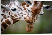 Dibond - Liefdevol Giraffe Duo - 75x50 cm Foto op Aluminium (Met Ophangsysteem)