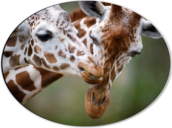 Dibond Ovaal - Liefdevol Giraffe Duo - 40x30 cm Foto op Ovaal (Met Ophangsysteem)