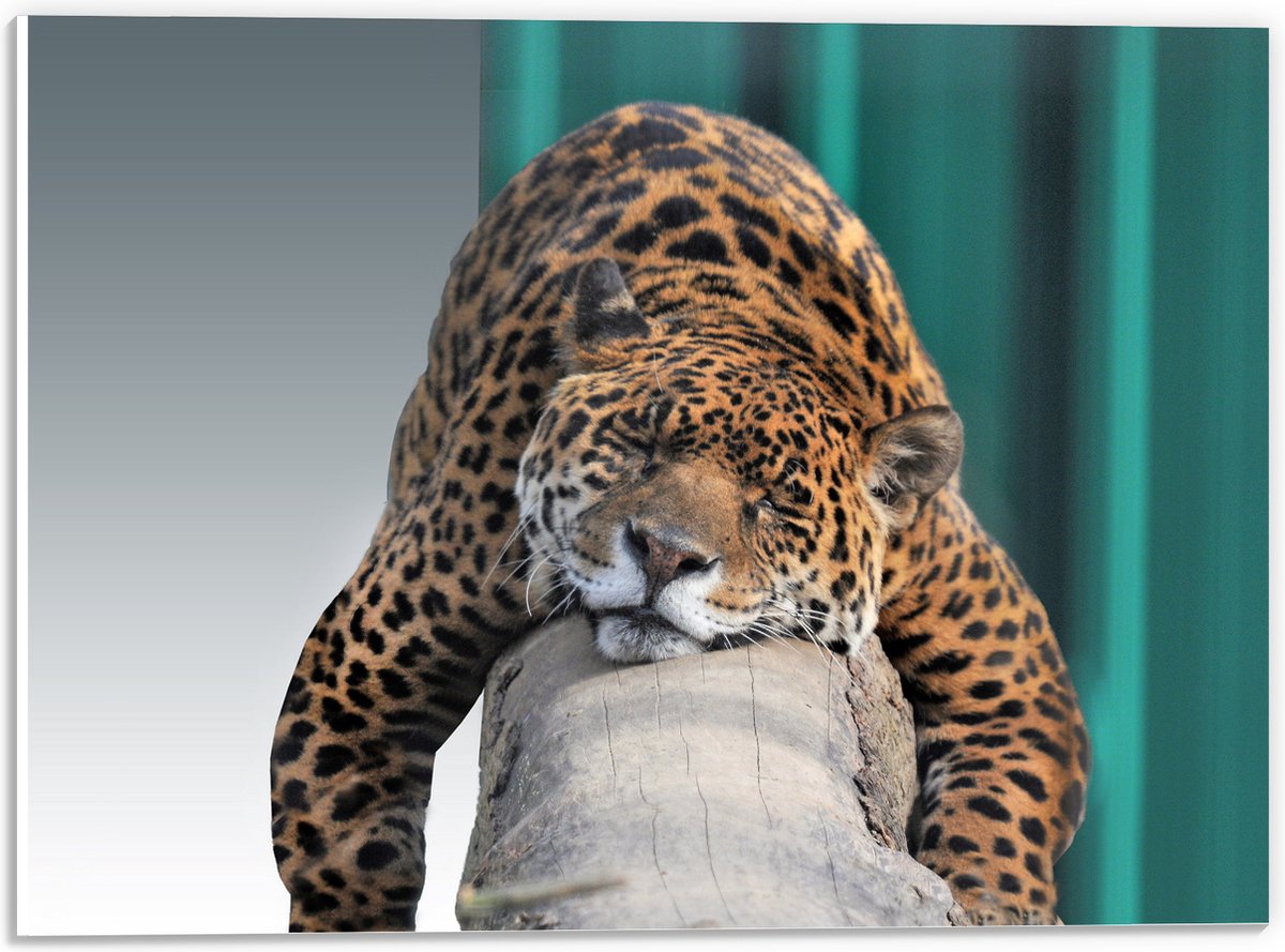 PVC Schuimplaat- Slapende Luipaard Liggend op een Boomstam - 40x30 cm Foto op PVC Schuimpl