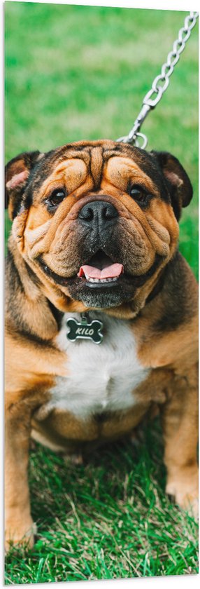 WallClassics - Vlag - Portret van Bruine Engelse Bulldog - 50x150 cm Foto op Polyester Vlag