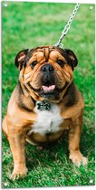 WallClassics - Tuinposter – Portret van Bruine Engelse Bulldog - 50x100 cm Foto op Tuinposter (wanddecoratie voor buiten en binnen)