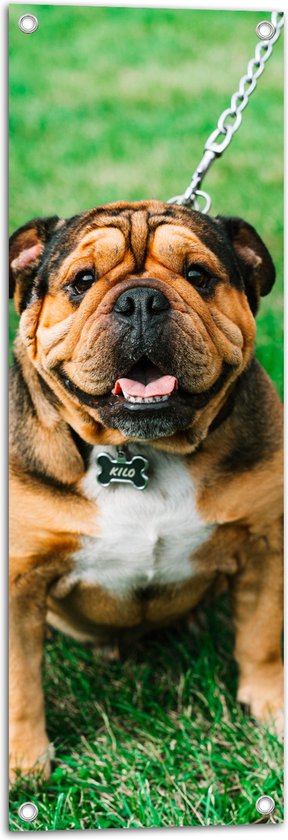 WallClassics - Tuinposter – Portret van Bruine Engelse Bulldog - 30x90 cm Foto op Tuinposter (wanddecoratie voor buiten en binnen)