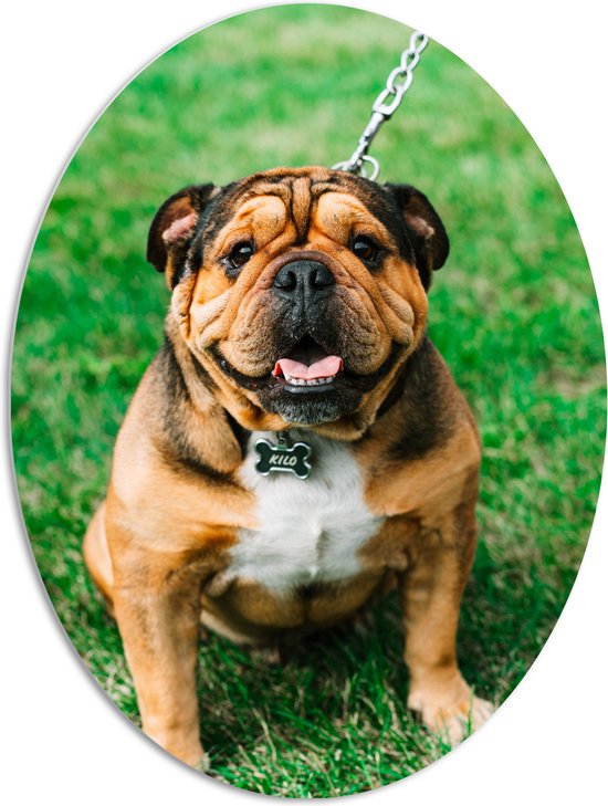 WallClassics - PVC Schuimplaat Ovaal - Portret van Bruine Engelse Bulldog - 72x96 cm Foto op Ovaal (Met Ophangsysteem)