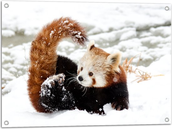 WallClassics Tuinposter Kleine Rode Panda In De Sneeuw 80x60 Cm 