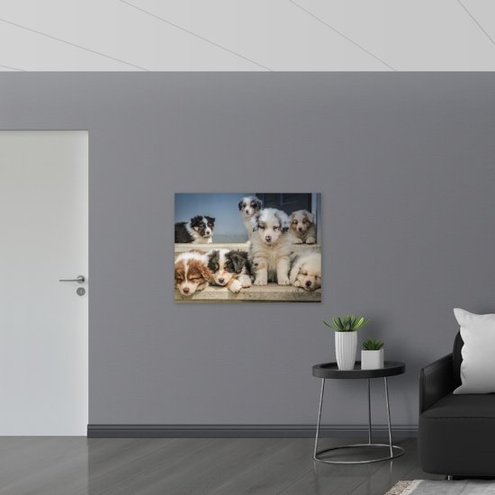 WallClassics - Verre Acrylique - Chiens Mignons - Bergers Australiens - 100x75 cm Photo sur Verre Acrylique (Décoration murale sur Acrylique)