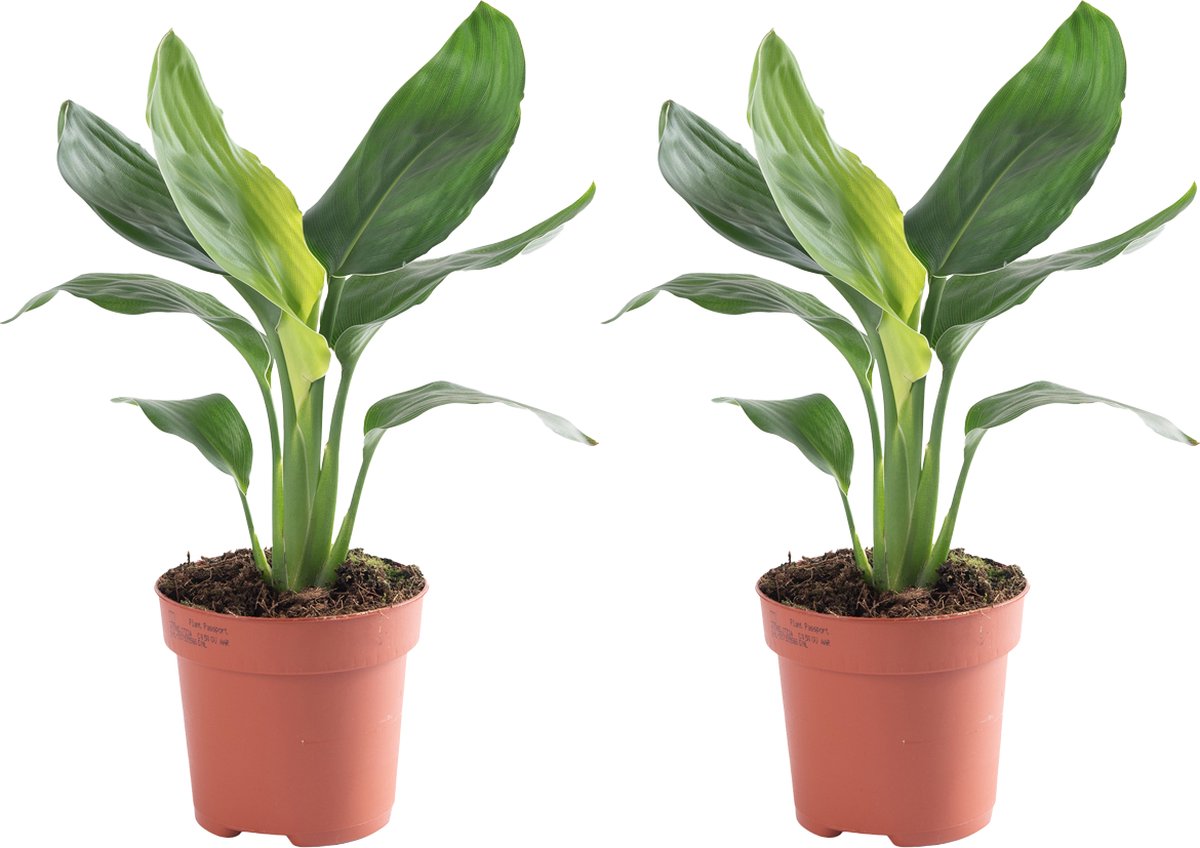 Starliçe-Üç Köklü Dolgun Form (Strelitzia Nicolai 150-160 cm