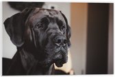 WallClassics - PVC Schuimplaat - Hoofd van Zwarte Hond - 60x40 cm Foto op PVC Schuimplaat (Met Ophangsysteem)