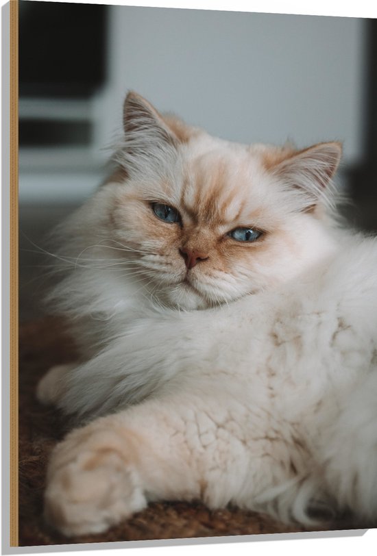WallClassics - Bois - Chat Brun Couché aux Yeux Bleus - Chat de Himalaya - 80x120 cm - 9 mm d'épaisseur - Photo sur Bois (Avec Système d'Accrochage)