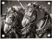WallClassics - Tuinposter – Prachtig Luxe Paarden in Zwart Wit - 40x30 cm Foto op Tuinposter (wanddecoratie voor buiten en binnen)