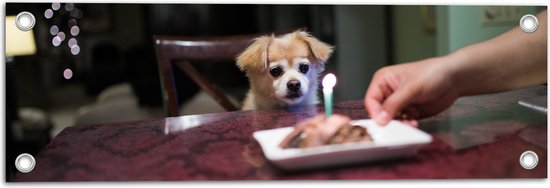 WallClassics - Tuinposter – Jarig Klein Hondje zittend op Stoel aan Eettafel - 60x20 cm Foto op Tuinposter (wanddecoratie voor buiten en binnen)