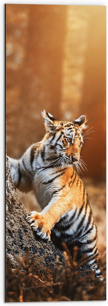 Dibond - Klimmende Tijger tegen Boomstam in Oranje Zonlicht - 30x90 cm Foto op Aluminium (