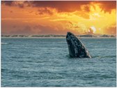 Poster Glanzend – Deel van Walvis boven Wateroppervlak bij Verdwijnende Zon - 40x30 cm Foto op Posterpapier met Glanzende Afwerking