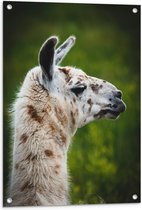WallClassics - Tuinposter – Opzij kijkende Witte Lama met Bruine Vlekken - 60x80 cm Foto op Tuinposter (wanddecoratie voor buiten en binnen)