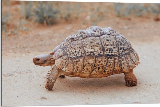 Dibond - Oude Reuze Schildpad lopend in Droog Landschap - 90x60 cm Foto op Aluminium (Met Ophangsysteem)
