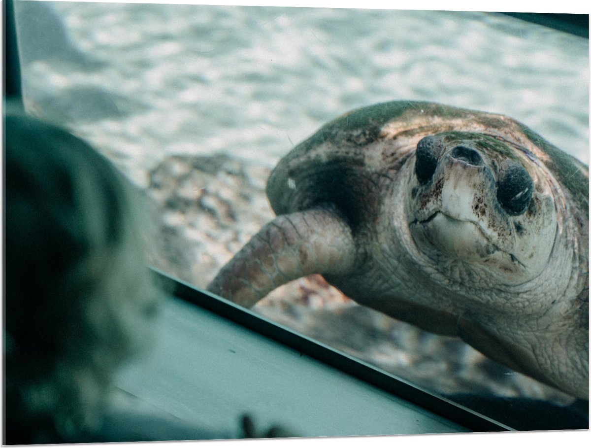 Acrylglas - Grote Schildpad achter Glas in Aquarium - 100x75 cm Foto op Acrylglas (Wanddecoratie op Acrylaat)