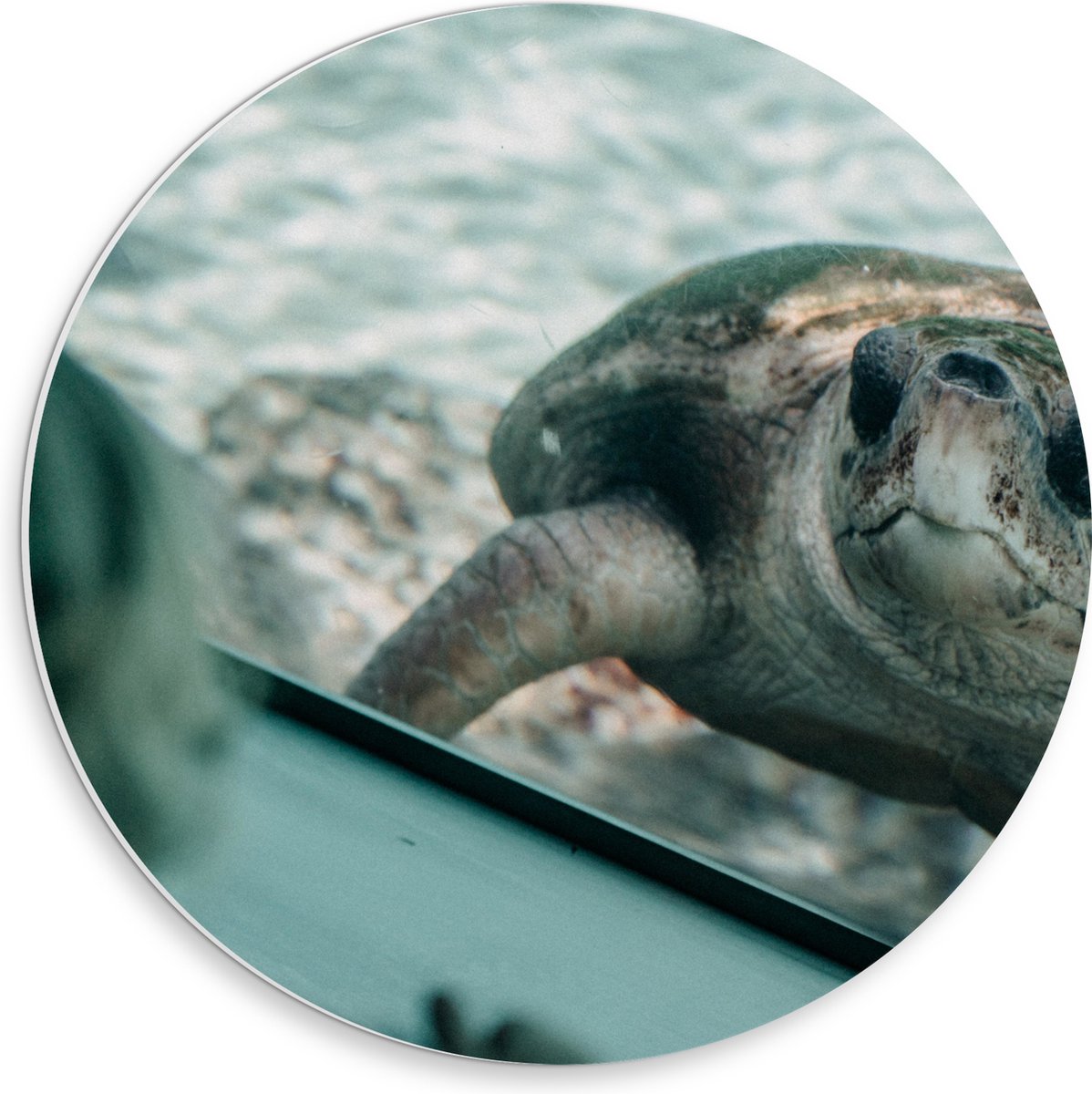 PVC Schuimplaat Muurcirkel - Grote Schildpad achter Glas in Aquarium - 30x30 cm Foto op Muurcirkel (met ophangsysteem)