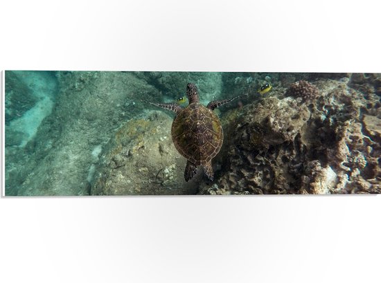 WallClassics - PVC Schuimplaat- Kleine Schildpad zwemmend in de Zee - 60x20 cm Foto op PVC Schuimplaat