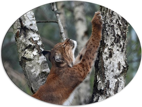 WallClassics - Dibond Ovaal - Lynx Krabbend aan een Boom - 80x60 cm Foto op Ovaal (Met Ophangsysteem)