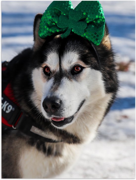 WallClassics - Poster (Mat) - Hond met Strik op Haarband in de Sneeuw - Siberische Husky - 75x100 cm Foto op Posterpapier met een Matte look