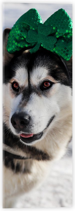 WallClassics - Acrylglas - Hond met Strik op Haarband in de Sneeuw - Siberische Husky - 20x60 cm Foto op Acrylglas (Wanddecoratie op Acrylaat)