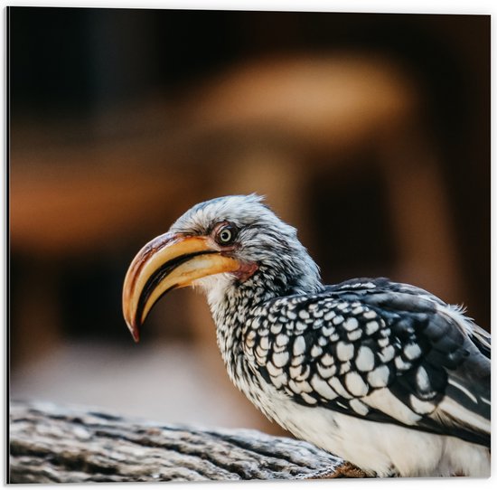 Dibond - Neushoornvogel met Oranje Hoorn op Boomstam - 50x50 cm Foto op Aluminium (Met Ophangsysteem)