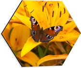 Dibond Hexagon - Multi Gekleurde Vlinder op Gele Lelie Bloem - 30x26.1 cm Foto op Hexagon (Met Ophangsysteem)