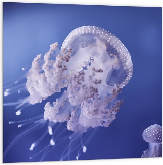 WallClassics - Panneau de mousse PVC - Méduses dans Water violette - Photo 100 x 100 cm sur panneau de mousse PVC