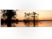 PVC Schuimplaat- Hoge Smalle Bomen Groeiend in Water - 60x20 cm Foto op PVC Schuimplaat