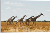Dibond - Kudde Rennende Giraffen door Afrikaans Landschap - 75x50 cm Foto op Aluminium (Wanddecoratie van metaal)