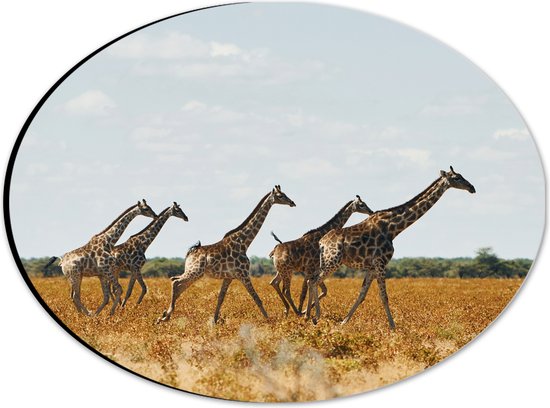 Dibond Ovaal - Kudde Rennende Giraffen door Afrikaans Landschap - 28x21 cm Foto op Ovaal (Met Ophangsysteem)