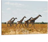 Dibond - Kudde Rennende Giraffen door Afrikaans Landschap - 100x75 cm Foto op Aluminium (Wanddecoratie van metaal)