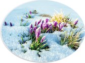 PVC Schuimplaat Ovaal - Roze Bloemen Groeiend door Laag Sneeuw - 28x21 cm Foto op Ovaal (Met Ophangsysteem)